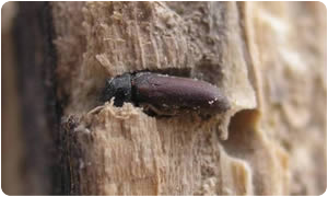 Tarli del legno Tarlo