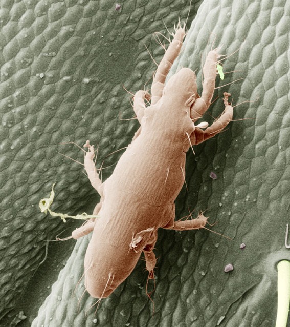 Pyemotes ventricolus